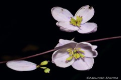 Thalictrum chelidonii